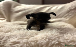 Chihuahua perros en venta: Chihuahua toy hembras - Imagen 5