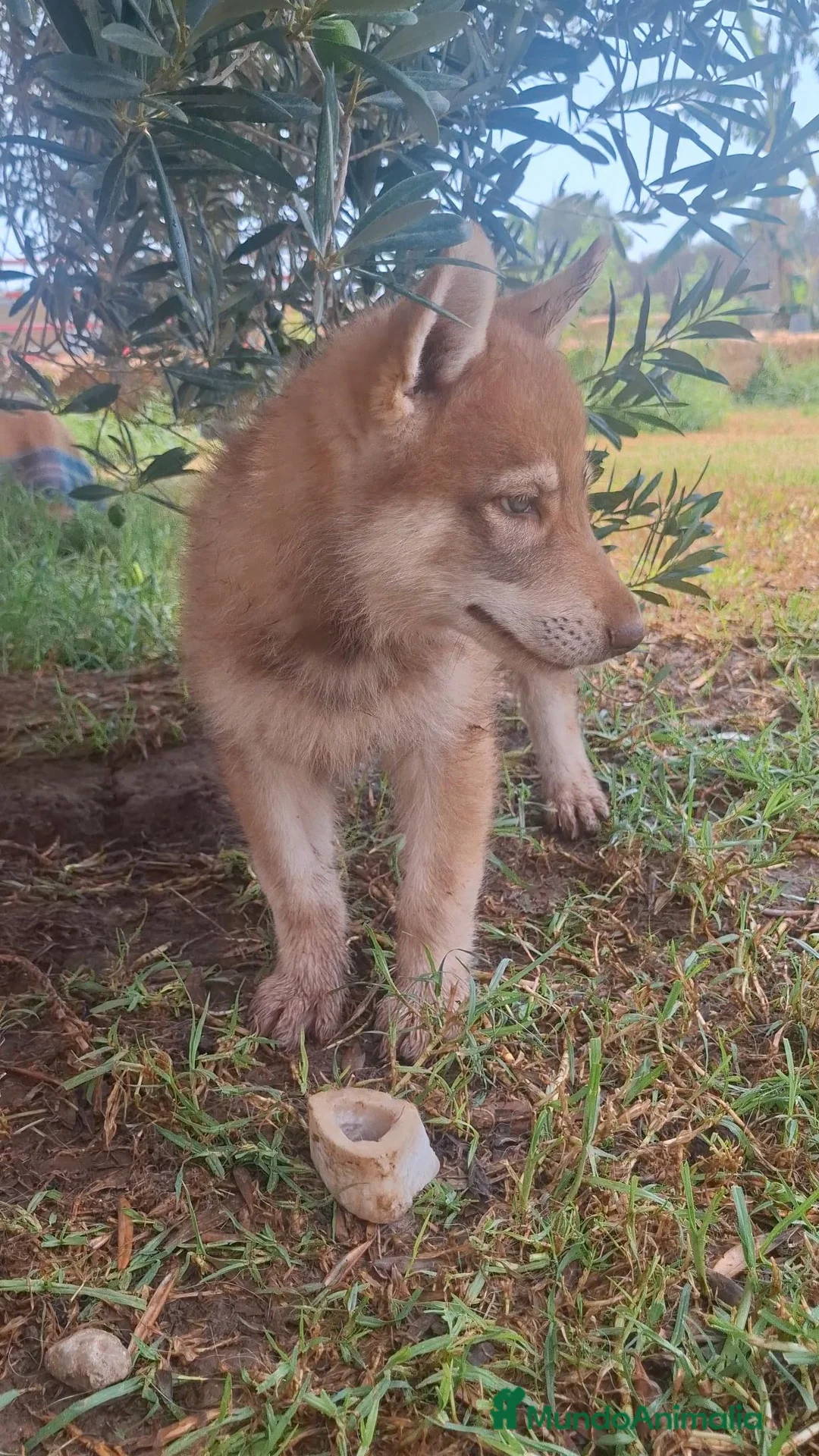 Husky Siberiano perros en venta: Espectacular hembra husky siberiano - Anuncio 1