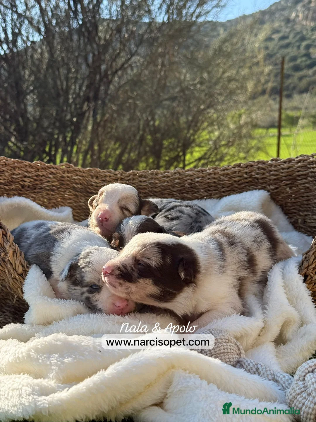 Border Collie perros en venta: BORDER COLLIE VARIOS COLORES - Anuncio 4