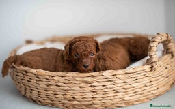 Caniche Toy perros en venta: Caniche toy rojos machos - Imagen 7
