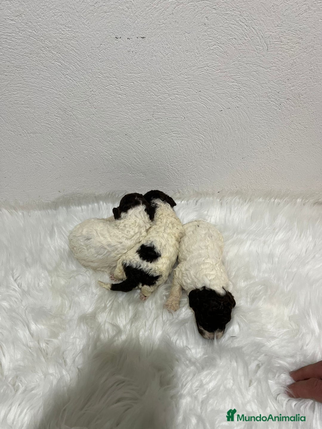 Perro de Agua Español perros en venta: PERRO DE AGUA ESPAÑOL - Anuncio 2