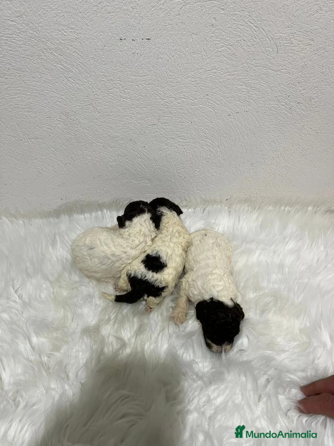 Perro de Agua Español perros en venta: PERRO DE AGUA ESPAÑOL - Anuncio 2