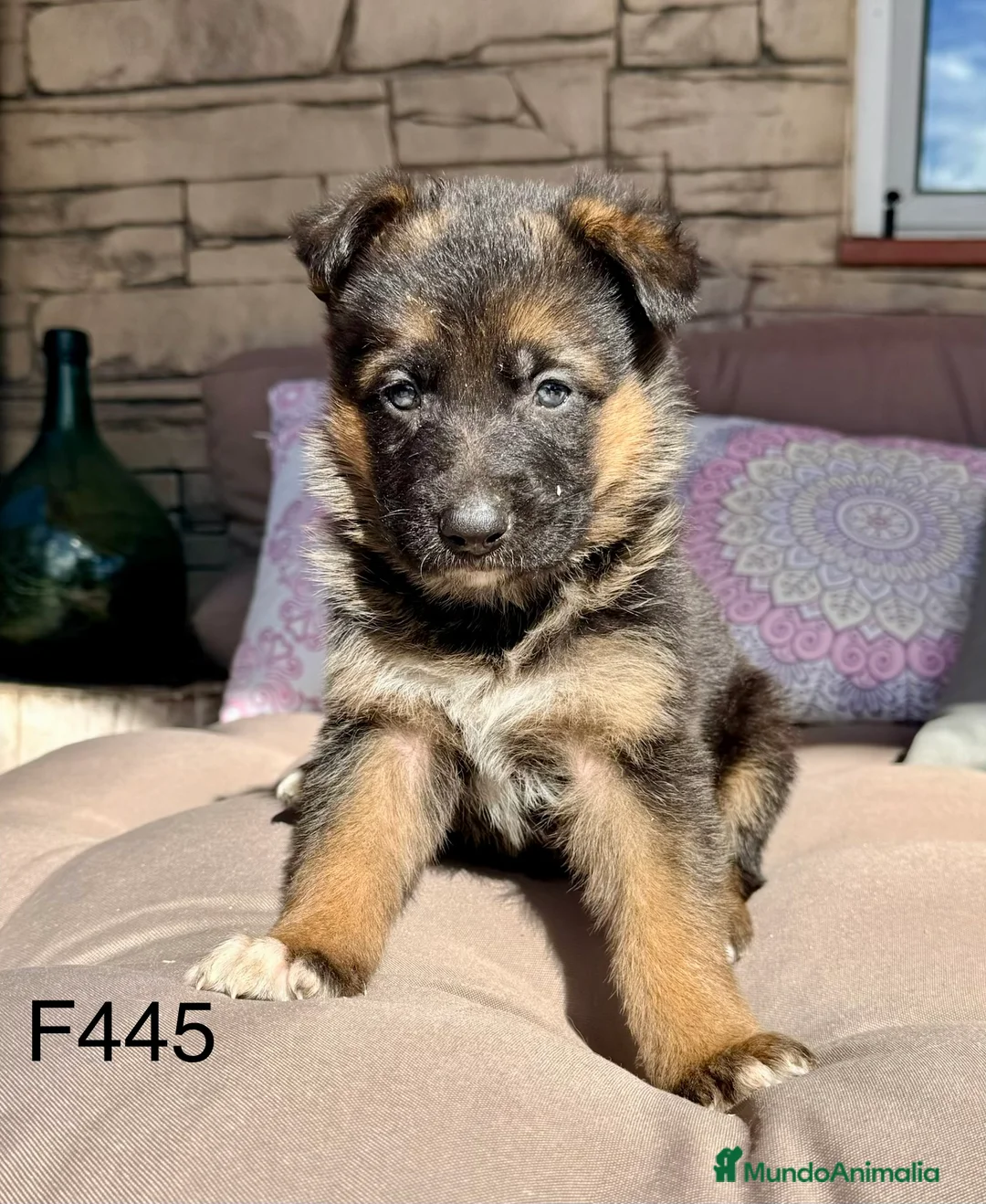 Pastor Alemán perros en venta: CAMADA DE PASTOR ALEMANY - Anuncio 5