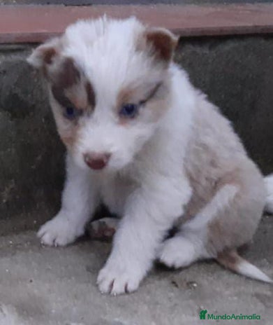 Border Collie perros - Anuncio 2