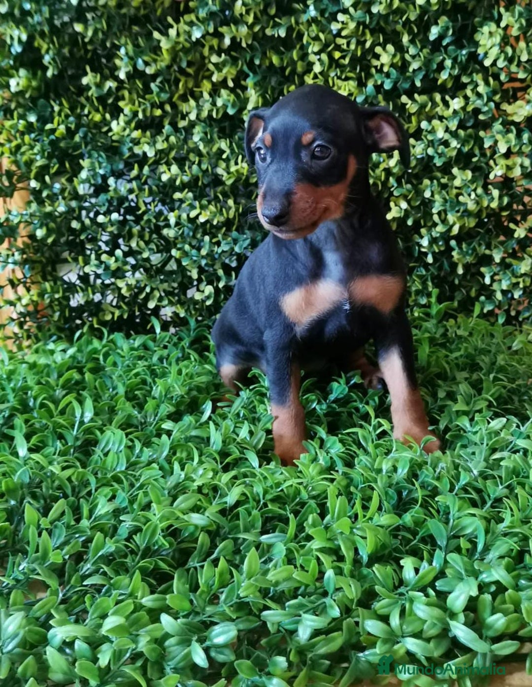 Pinscher Miniatura perros en venta: PINCHER MINIATURA  - Imagen 7