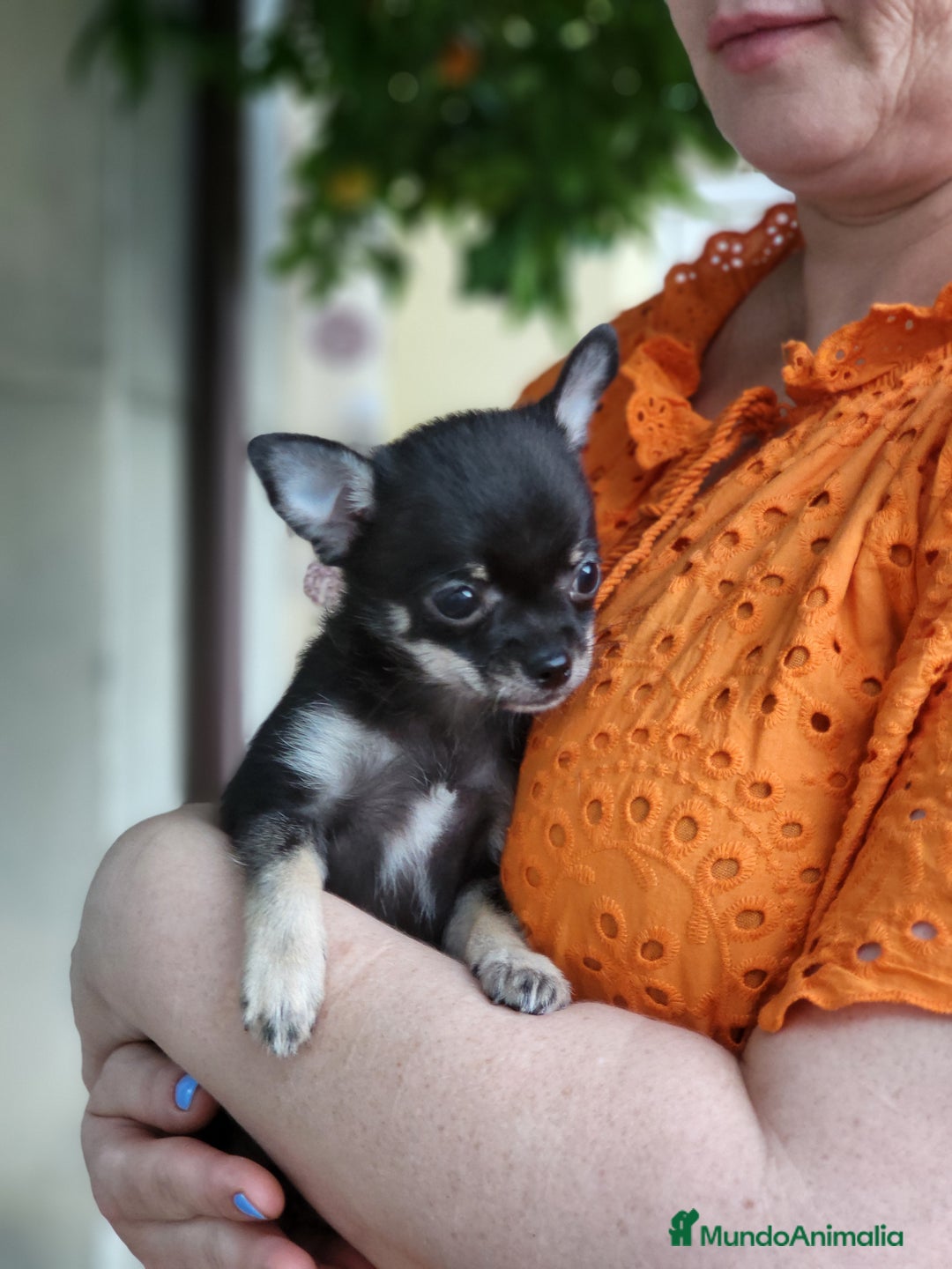 Pomchi perros en venta: Machito negro y fuego - Imagen 3