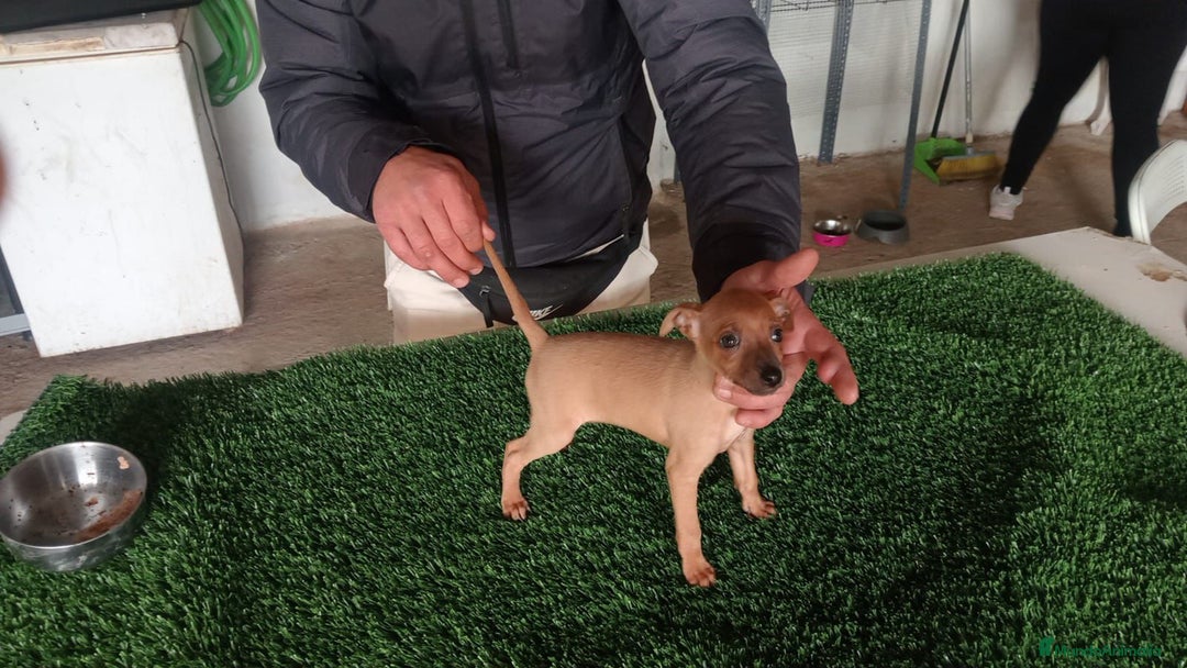 Pequeño Lebrel Italiano perros en venta: Piccolo blue  - Anuncio 3