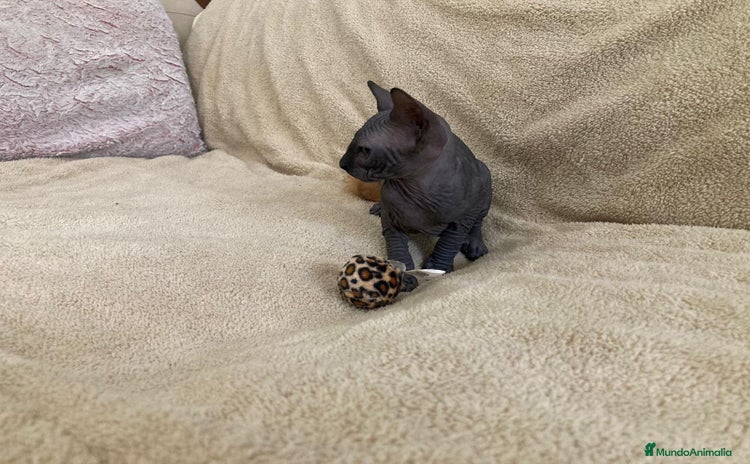 Sphynx gatos - Anuncio 10