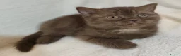 Británico de Pelo Corto gatos en venta: SE VENDE GATITA BRITISH SHORTAIR - Anuncio 3