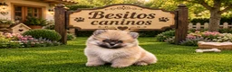 Pomerania perros en venta: Pomerañia mini - Anuncio 4
