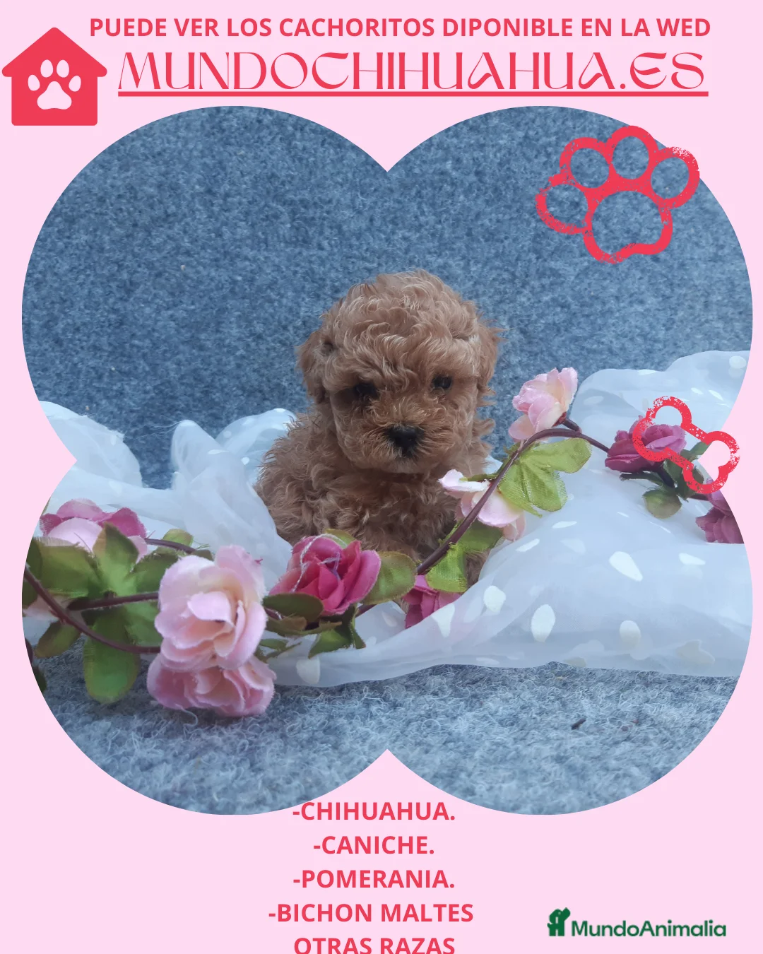 Caniche Toy perros en venta: PRECIOSOS CANICHE  ROJO LINEA TOY - Anuncio 1