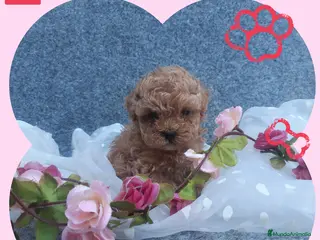 Caniche Toy perros PRECIOSOS CANICHE ROJO LINEA TOY - Anuncio 1