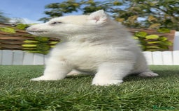 Husky Siberiano perros en venta: HUSKY - Imagen 5