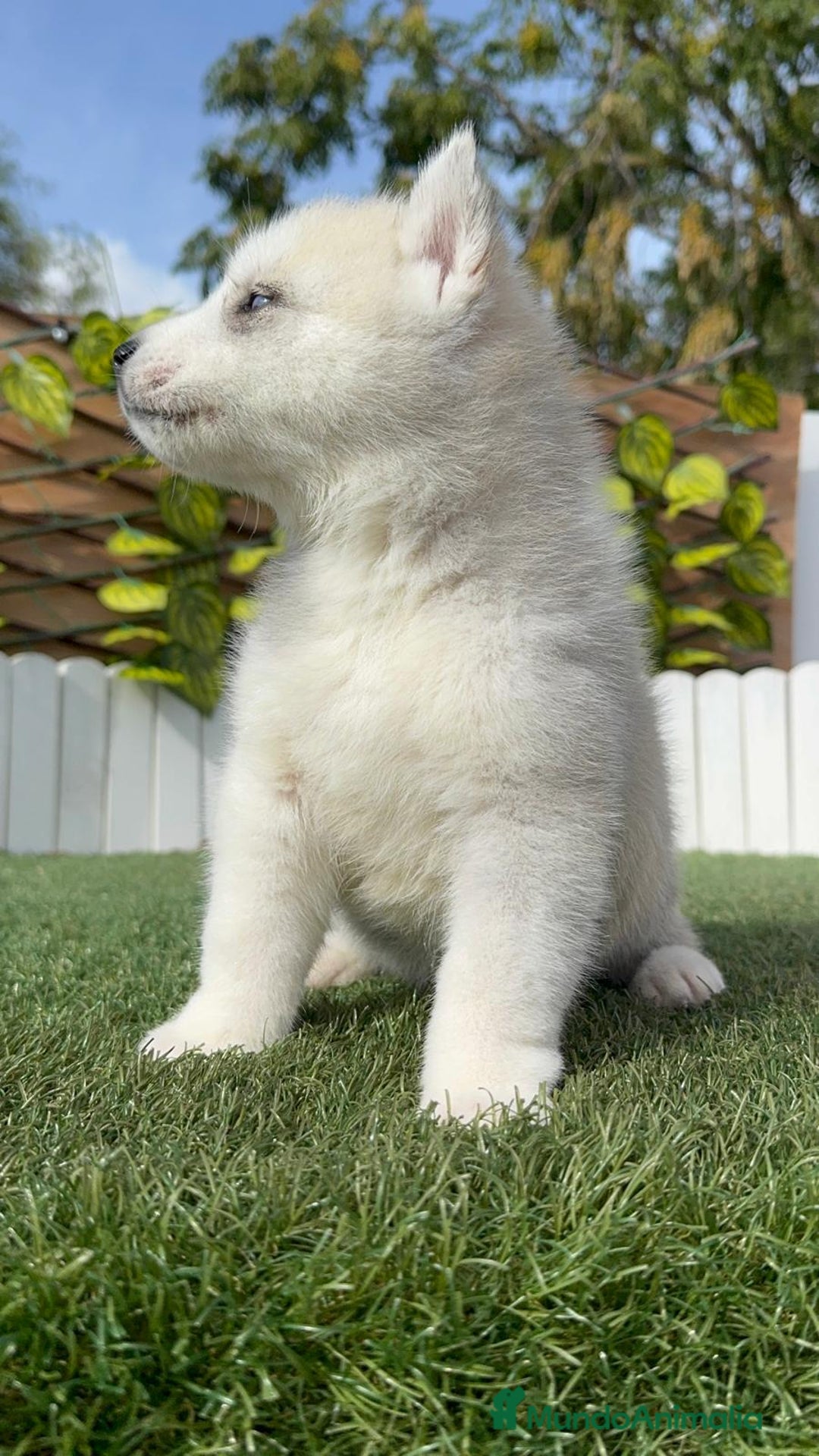 Husky Siberiano perros en venta: HUSKY - Imagen 5