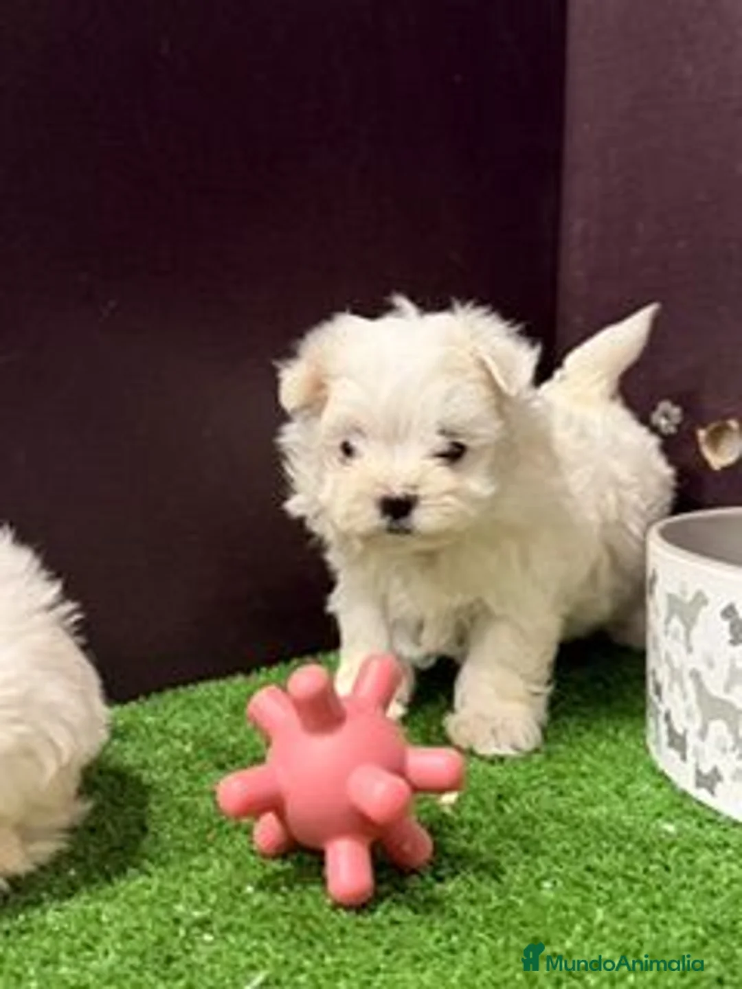 Bichón Maltés perros en venta: BICHON MALTES - Anuncio 1
