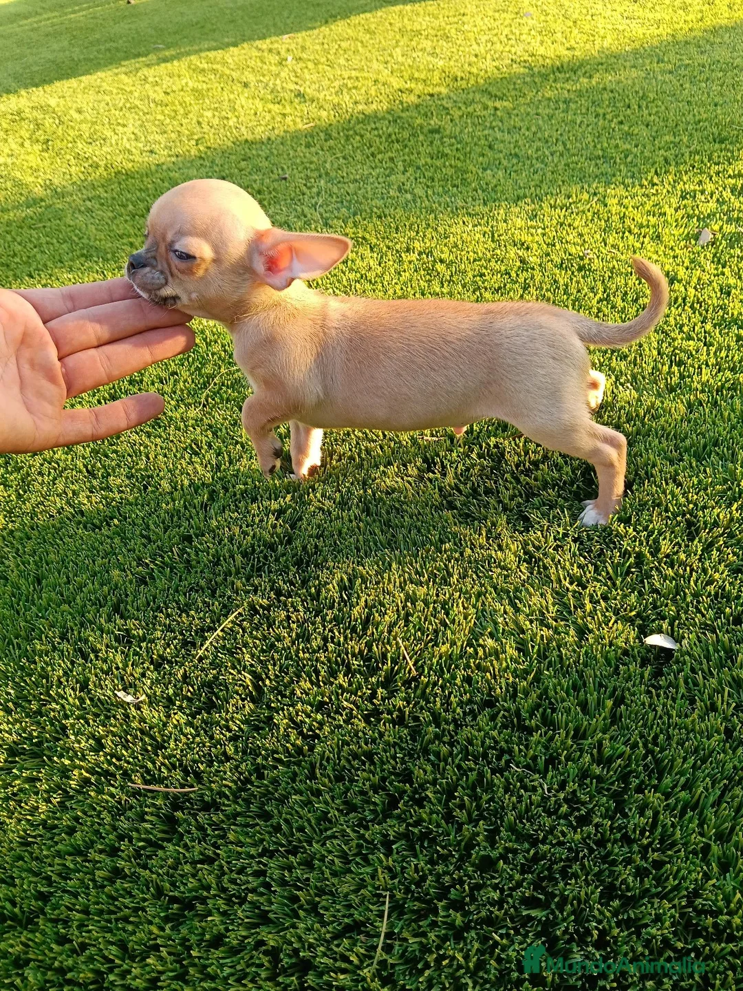 Chihuahua perros en venta: Precioso machito de Chihuahua Toy - Anuncio 2