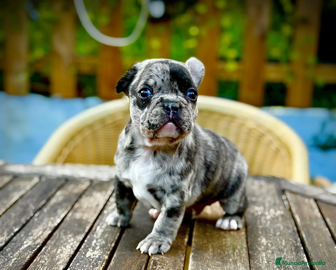 Bulldog Francés perros en venta: Bulldog francés macho Merle increíble morfologia - Anuncio 1