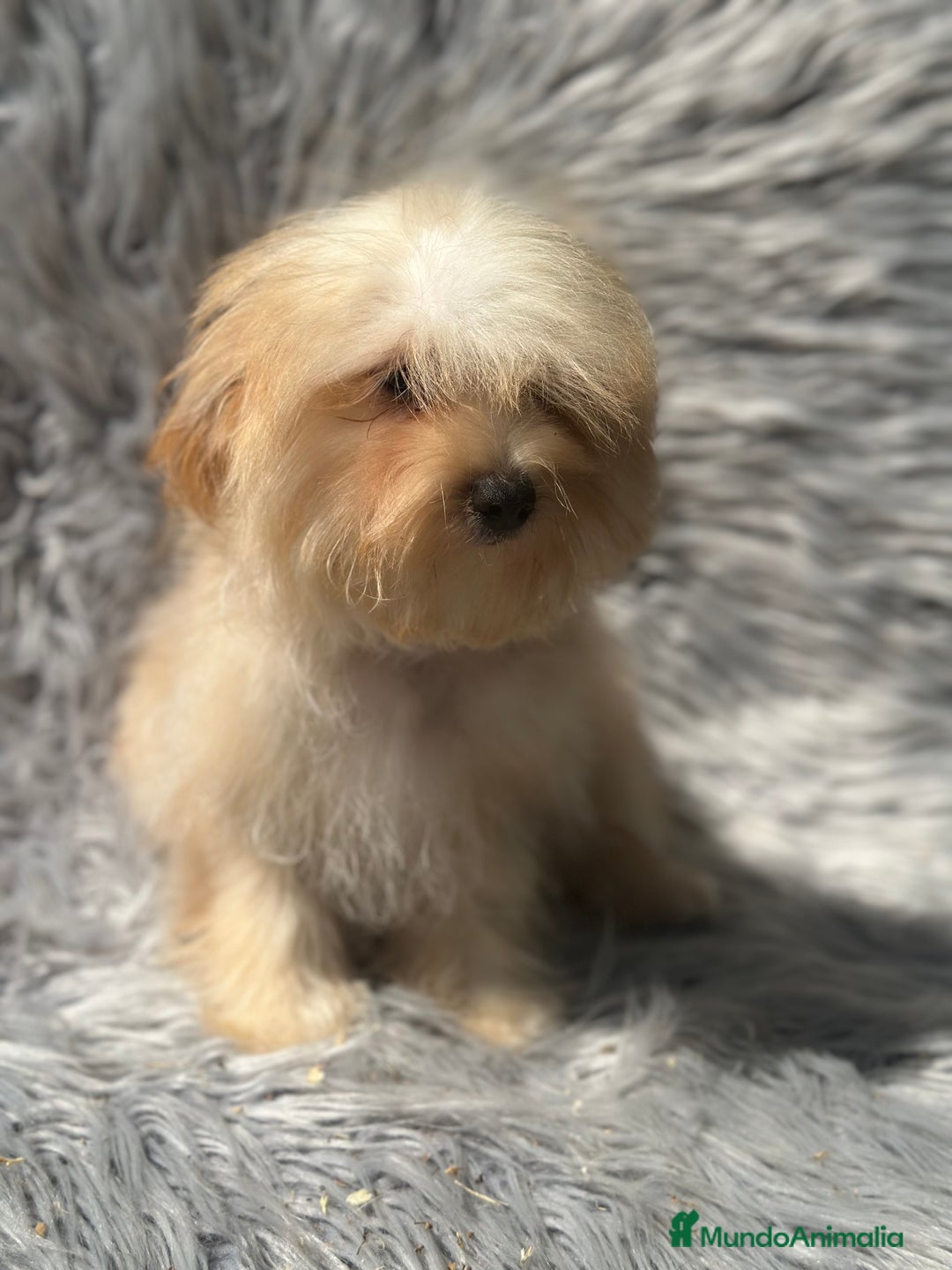 Maltipoo perros en venta: OPORTUNIDAD MALTIPOO TOY  - Imagen 2