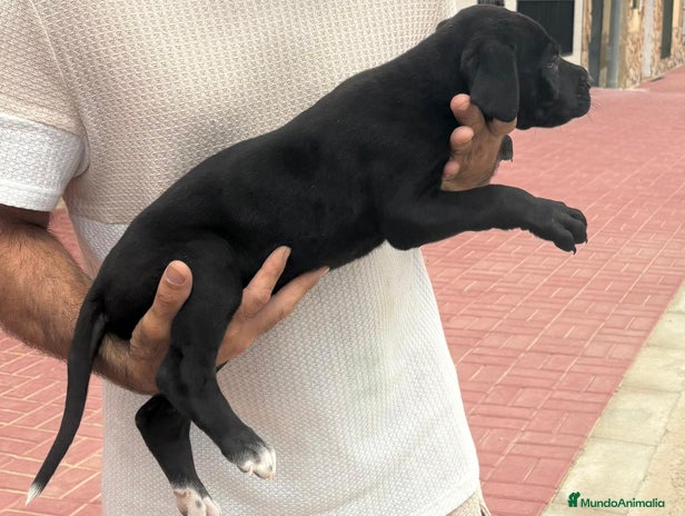 Dogo Alemán perros - Anuncio 3