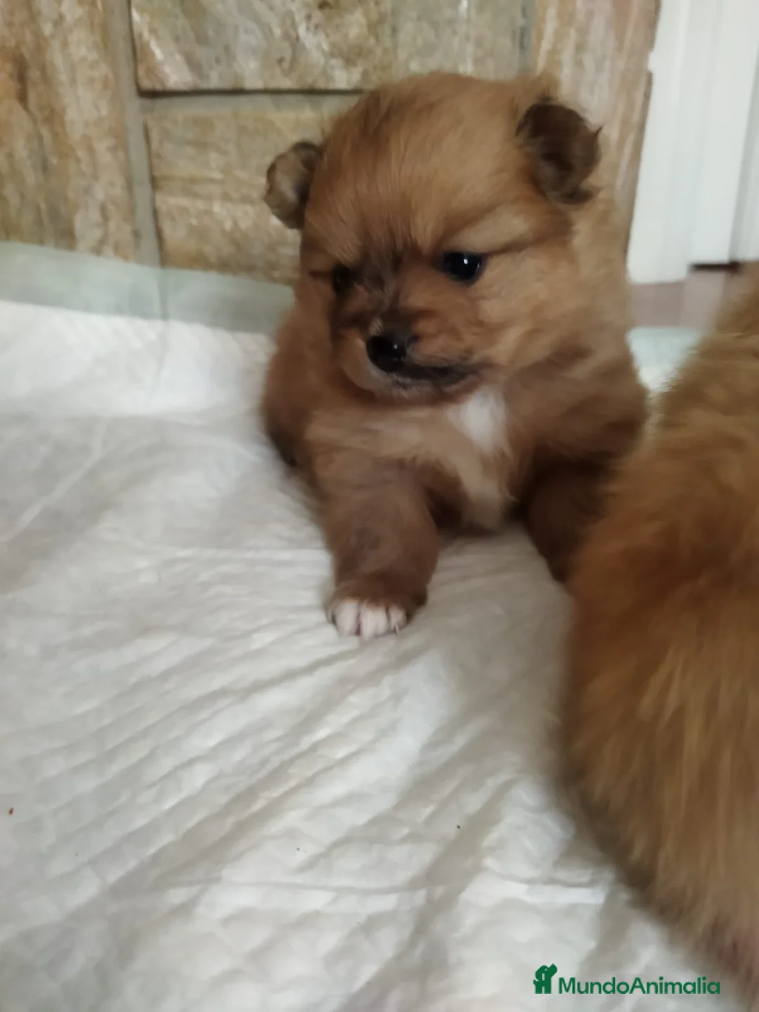 Pomerania perros en venta: lulu de Pomerania - Anuncio 9