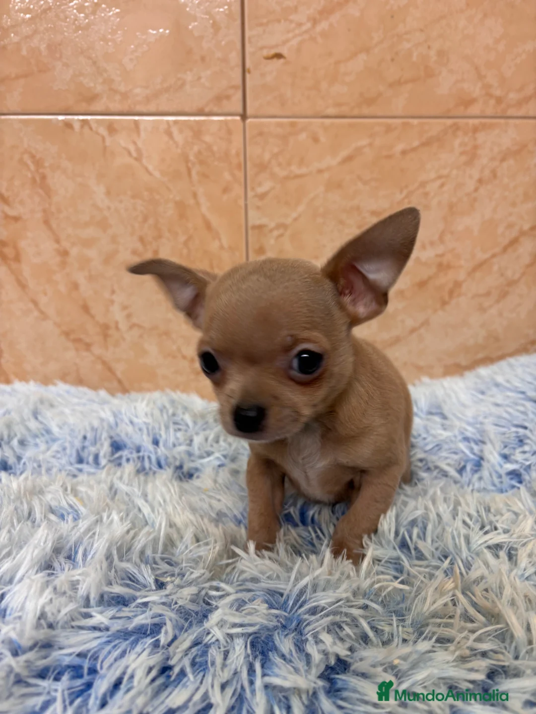Chihuahua perros en venta: CHIHUAHUAS - Anuncio 10