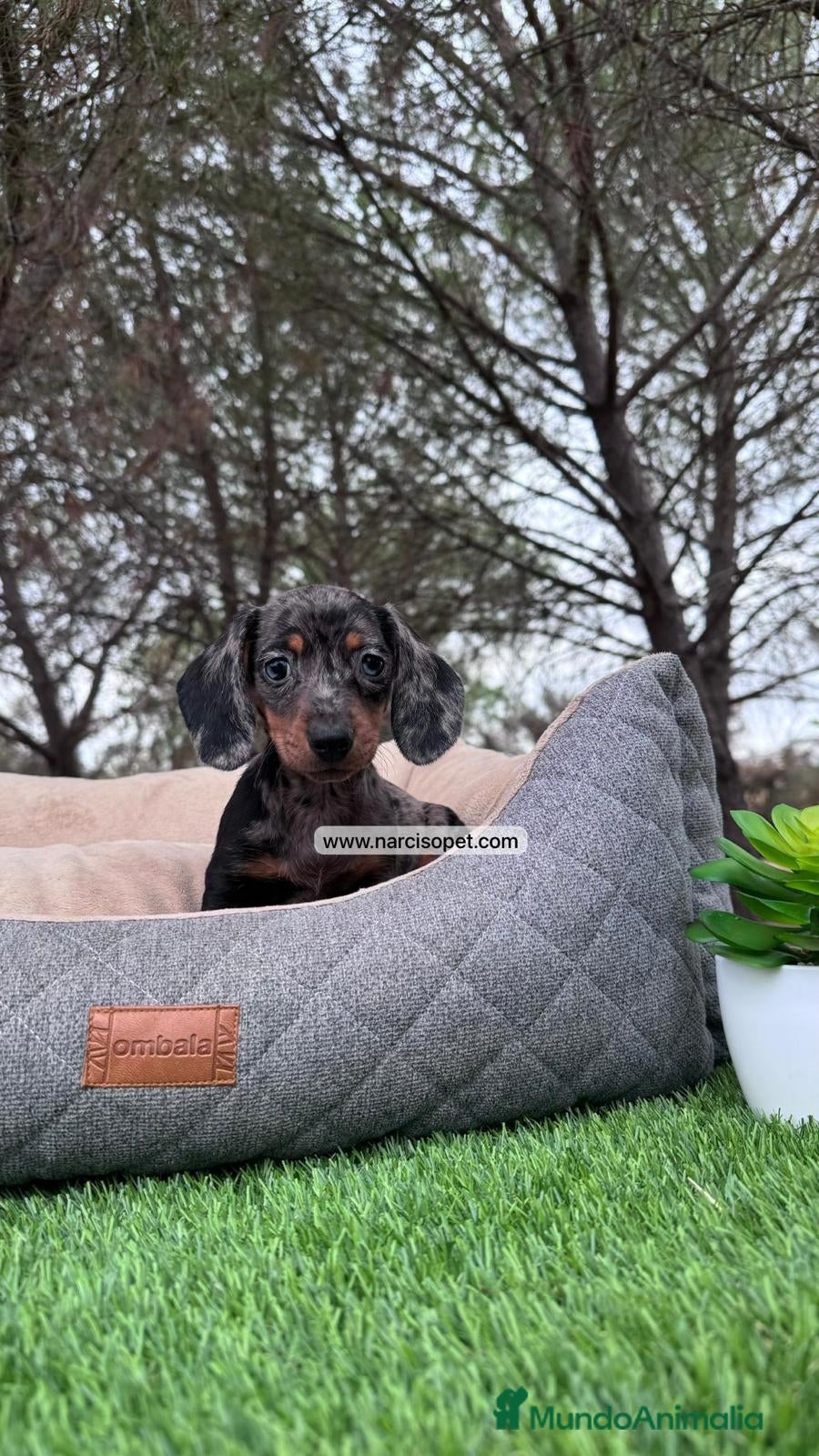 Teckel perros VENTA DE TECKEL NEGRO Y PLATA  - Anuncio 12