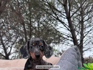 Teckel perros VENTA DE TECKEL NEGRO Y PLATA - Anuncio 13