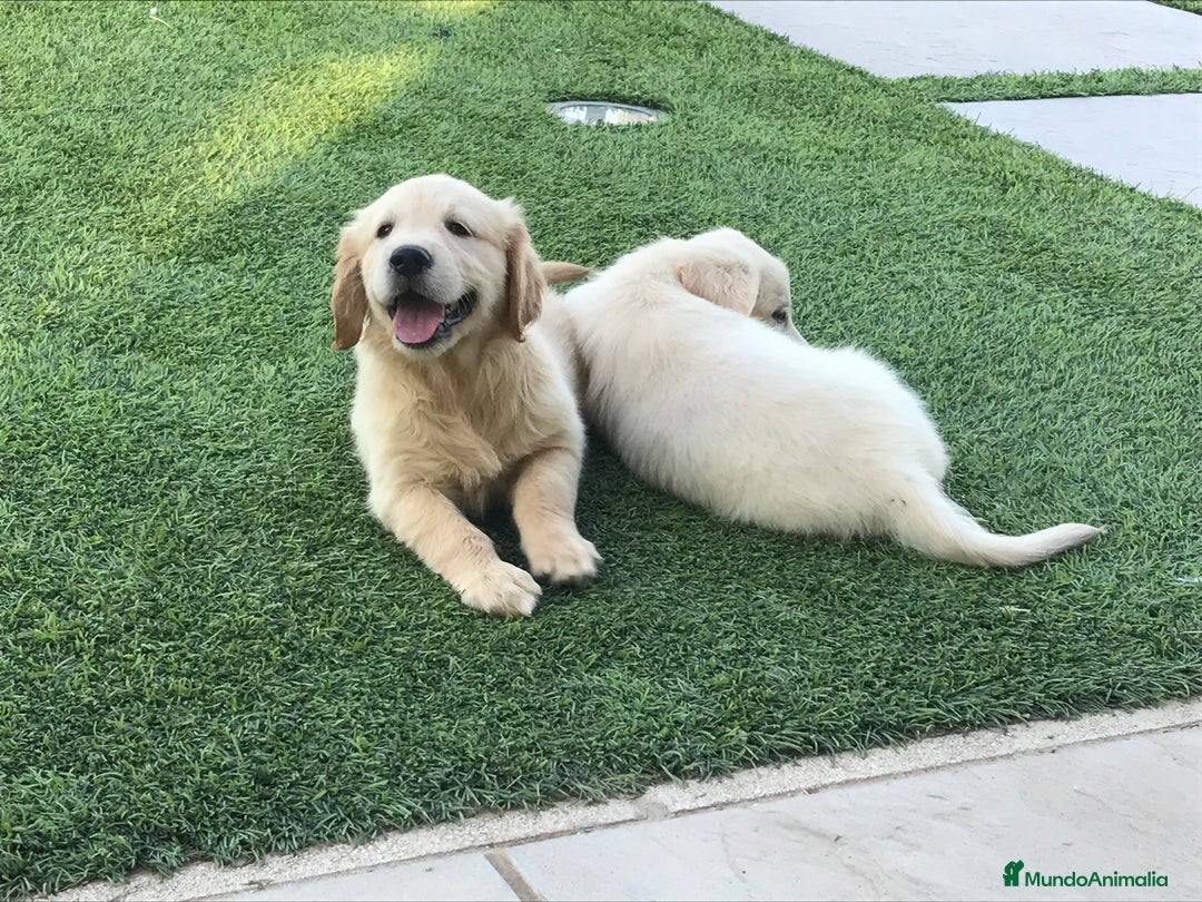 Golden Retriever perros en venta: Cachorros golden retriever con pedigree  - Anuncio 23