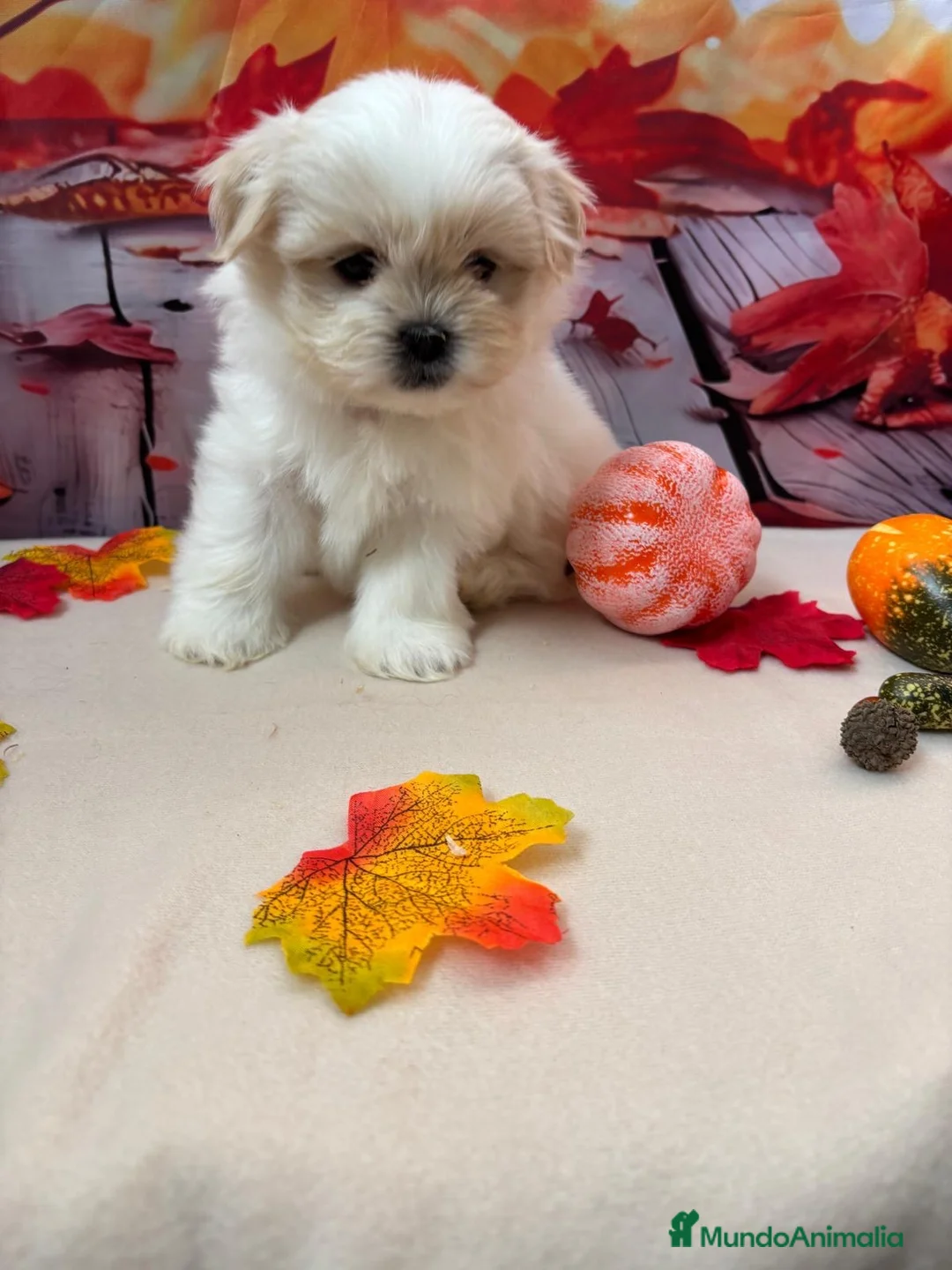 Shih Tzu perros en venta: Shih tzu Macho Bicolor!!! - Anuncio 2
