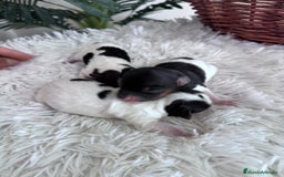 Yorkshire Terrier perros en venta: YORKSHIRE TERRIER BIEWER - Imagen 5