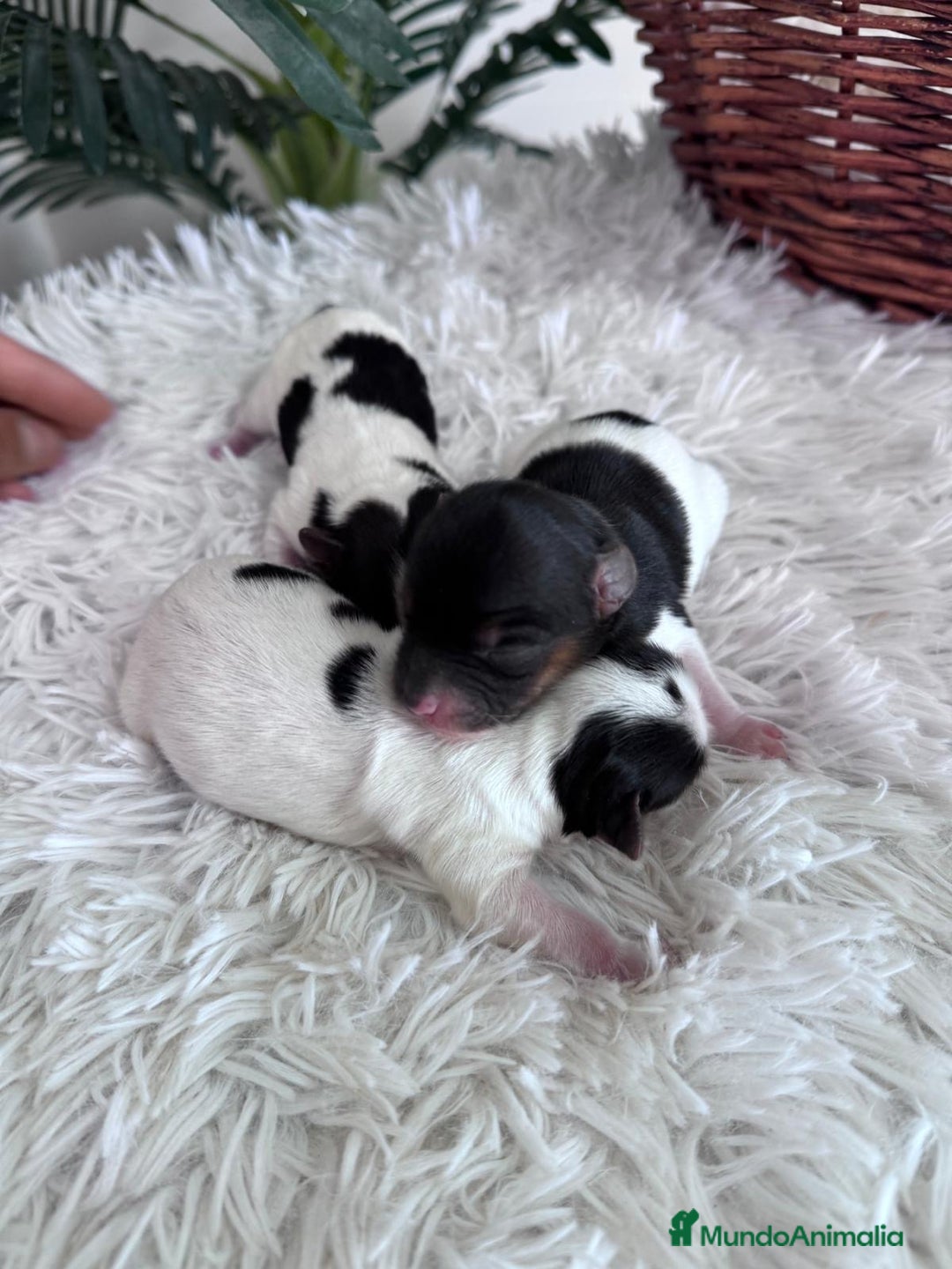 Yorkshire Terrier perros en venta: YORKSHIRE TERRIER BIEWER - Imagen 5