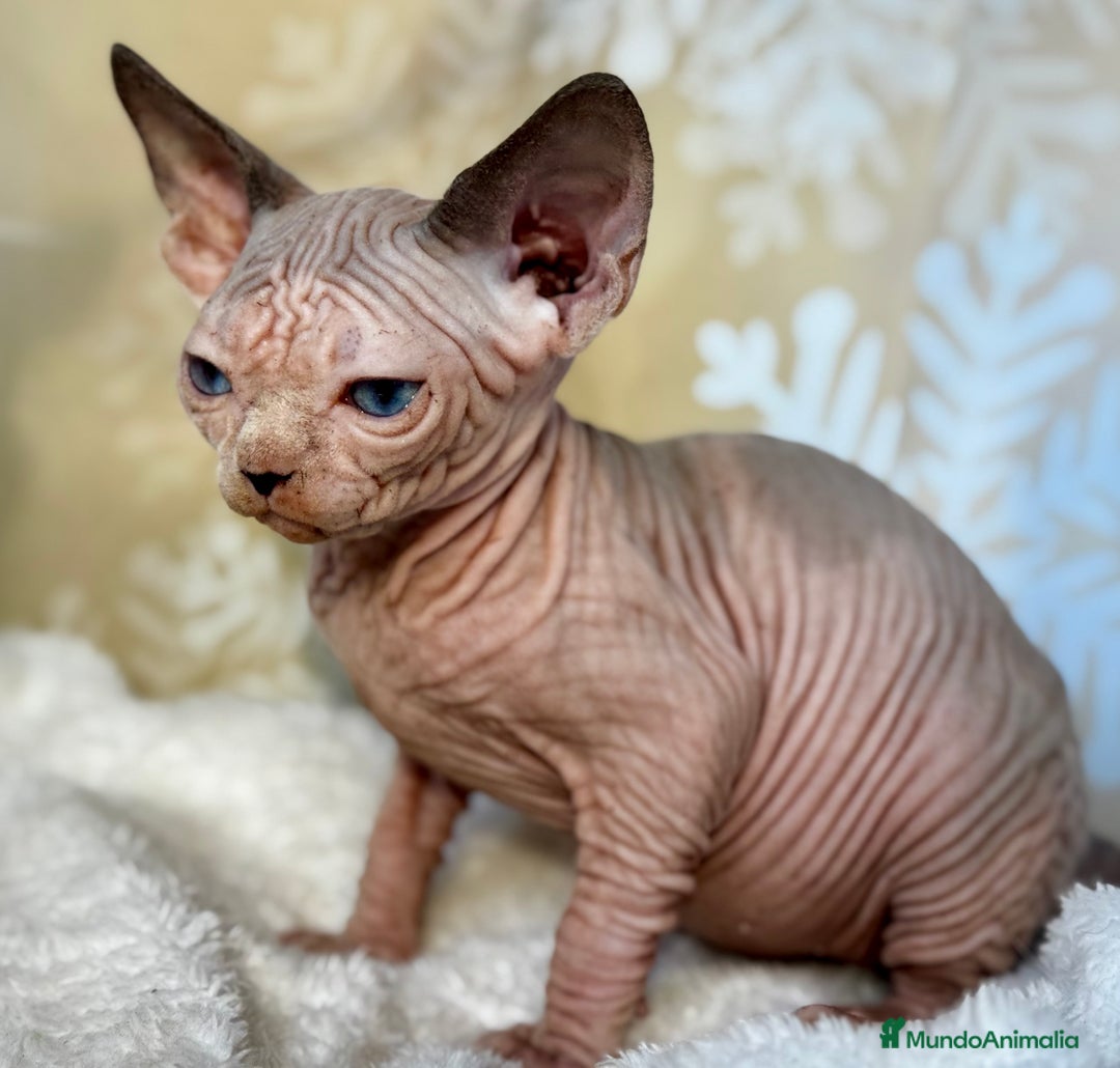 Sphynx gatos en venta: Sphynx calidad  - Anuncio 7