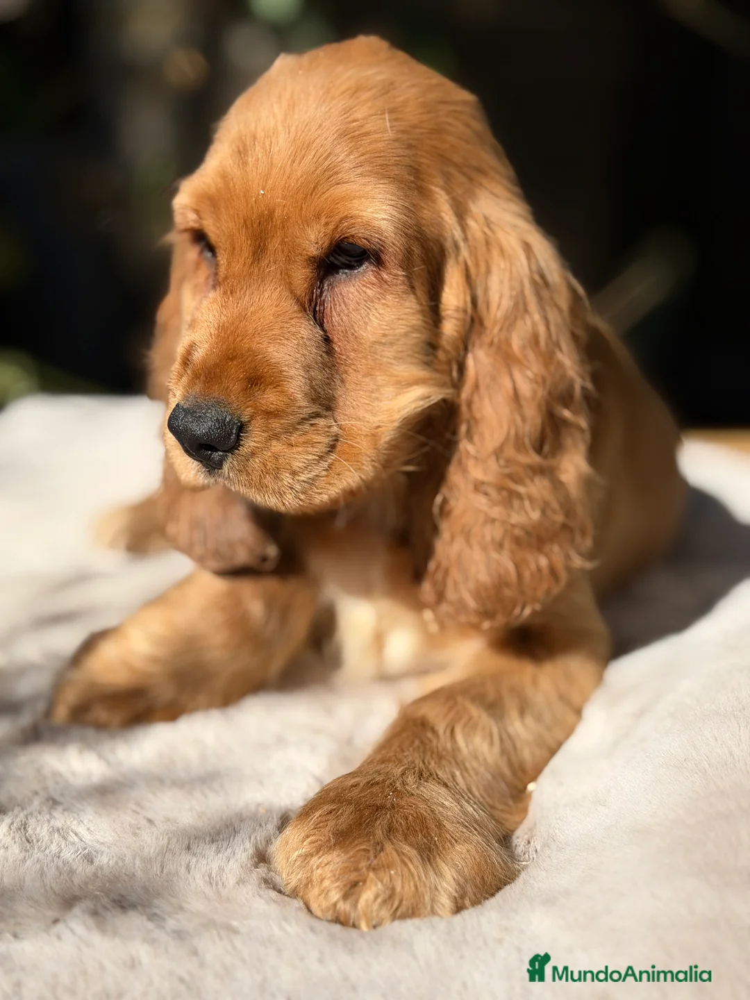 Cocker Spaniel Inglés perros en venta: Cocker inglés dorado  - Anuncio 5