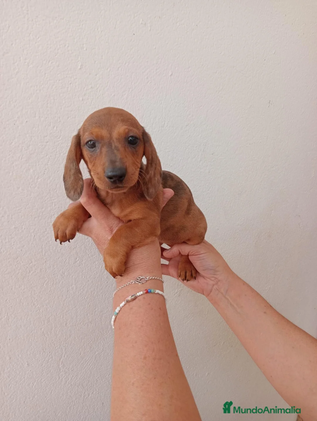 Teckel Miniatura perros en venta: Teckel Miniatura - Anuncio 2