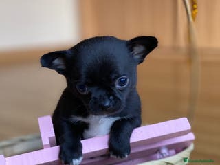 Chihuahua perros Chihuahuas línea mini ! en Ciudad Real - Anuncio 32