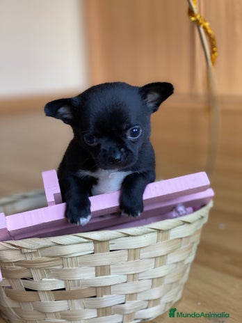 Chihuahua perros en Ciudad Real - Anuncio 14