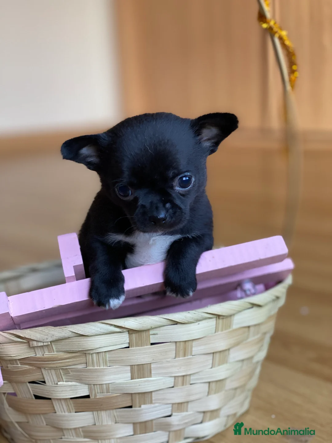 Chihuahua perros en venta: Chihuahuas línea mini !  en Ciudad Real - Anuncio 1