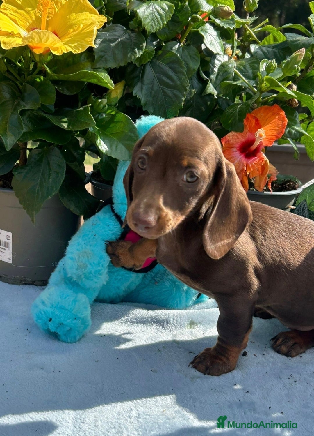 Teckel Miniatura perros en venta: Teckel mini hembra chocolate  - Imagen 1