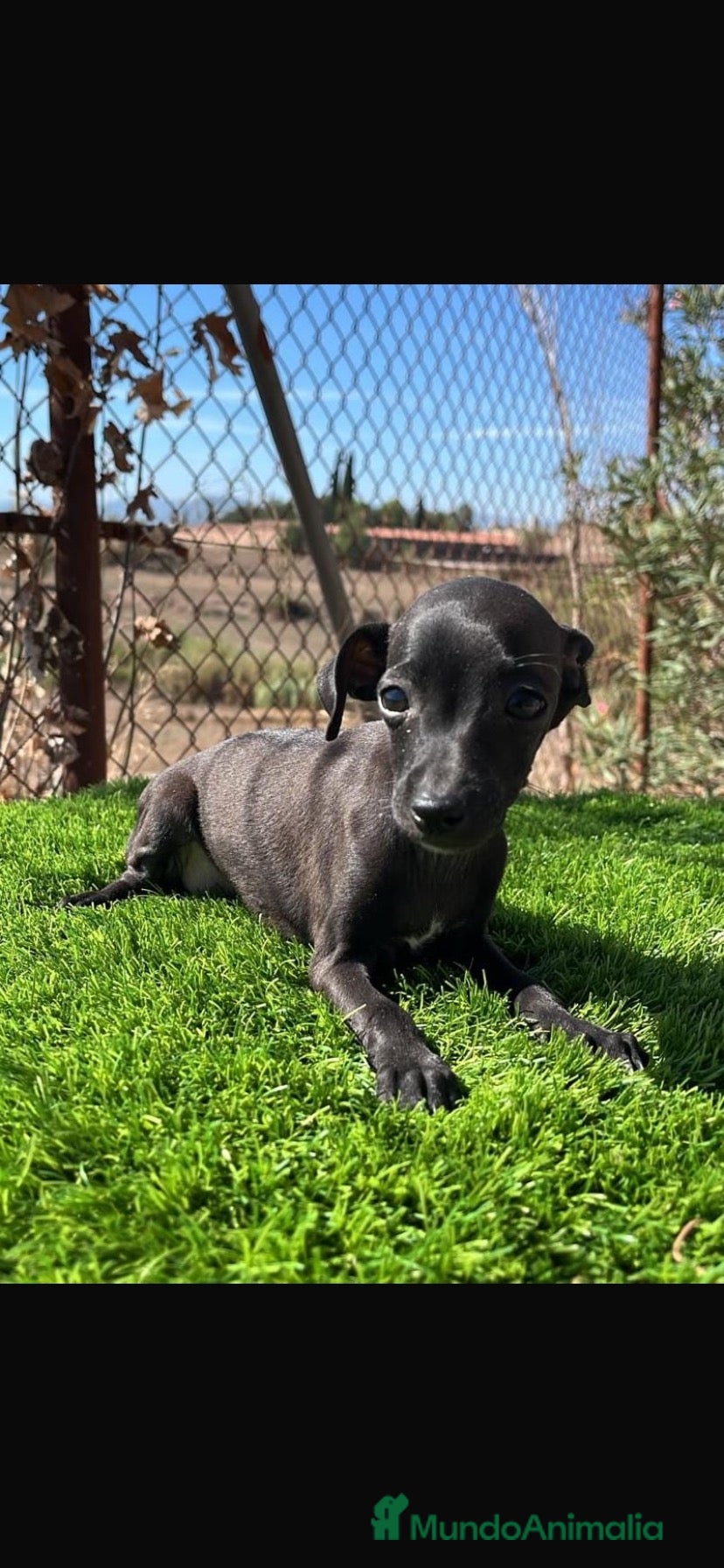 Pequeño Lebrel Italiano perros Piccolo(pequeño lebrel italiano) - Anuncio 2