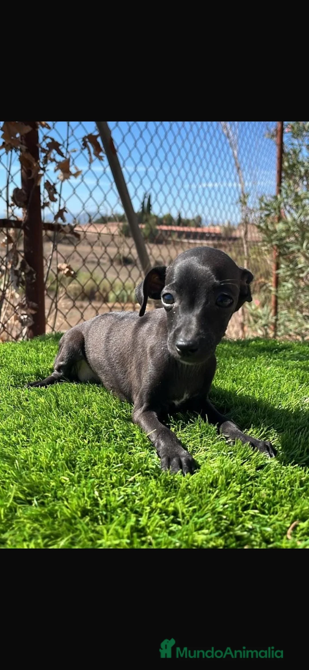 Pequeño Lebrel Italiano perros en venta: Piccolo(pequeño lebrel italiano) - Anuncio 1