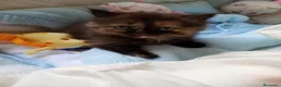 Persa gatos en venta: Gatitos persa himalayos  - Anuncio 19