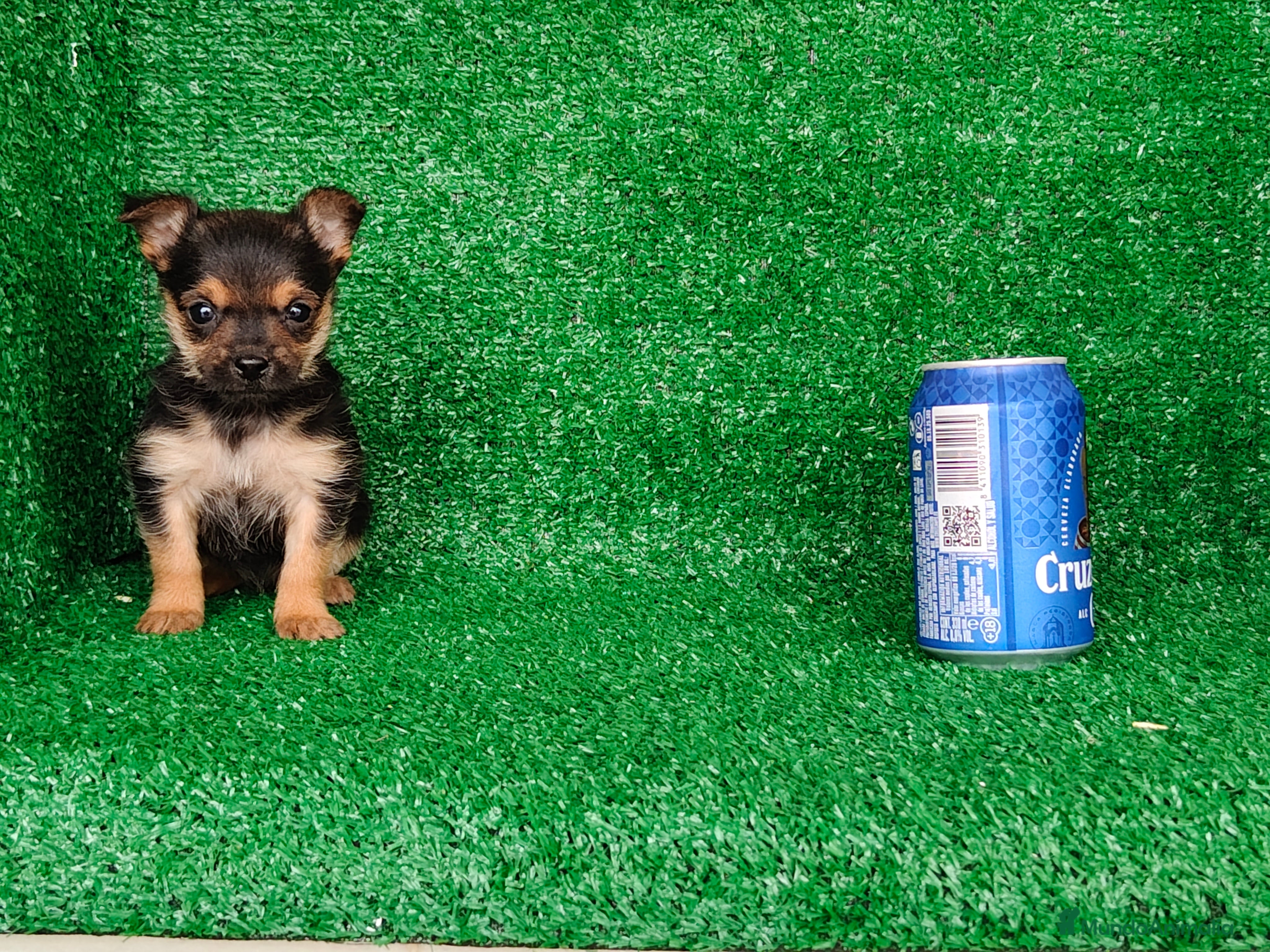 Yorkshire Terrier perros Yorkshire terrier  - Anuncio 1