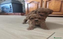 Caniche Toy perros en venta: Cachorritos caniche Rojo ❤️ TOY - Imagen 13