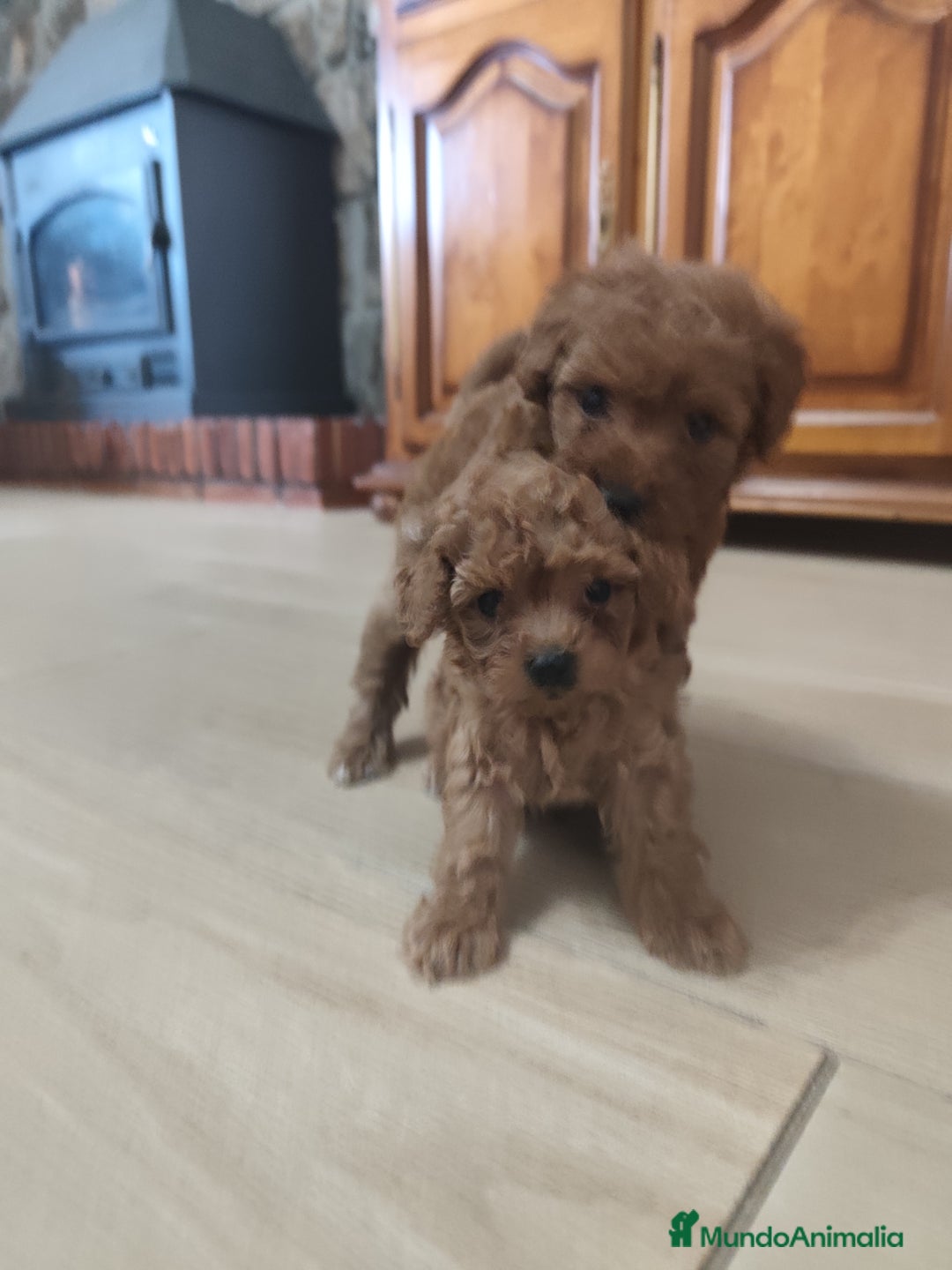 Caniche Toy perros en venta: Cachorritos caniche Rojo ❤️ TOY - Imagen 13