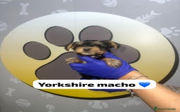 Yorkshire Terrier perros en venta: 🐾YORKSHIRE HAPPYHUELLAS🐾 - Imagen 2
