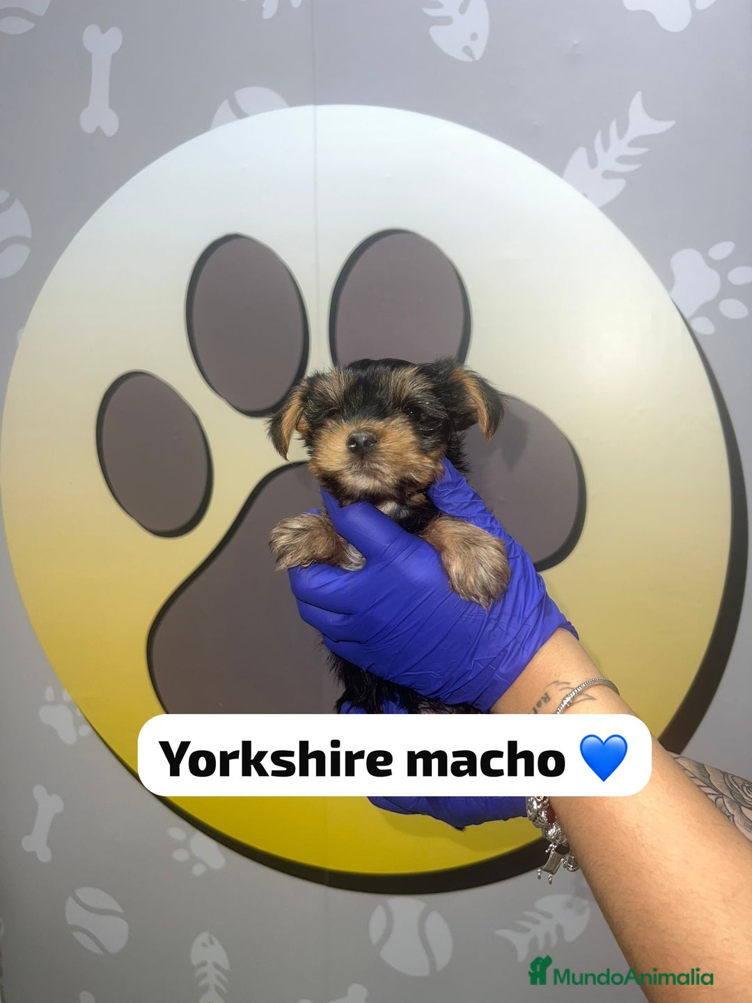 Yorkshire Terrier perros en venta: 🐾YORKSHIRE HAPPYHUELLAS🐾 - Imagen 2