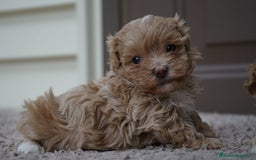 Maltipoo perros en venta: 🍥🐾 Muffi, Mochi & Yuki ✨ - Imagen 12