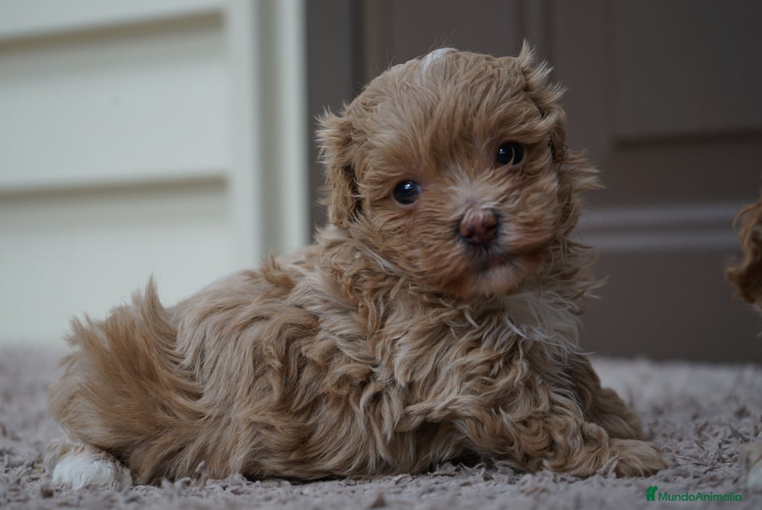 Maltipoo perros en venta: 🍥🐾 Muffi, Mochi & Yuki ✨ - Imagen 12