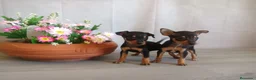 Pinscher Miniatura perros en venta: Pinscher Miniatura Cachorros Cría Responsable  - Anuncio 6