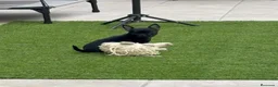 Chihuahua perros en venta: Chihuahua hembra panterita negra  - Anuncio 7
